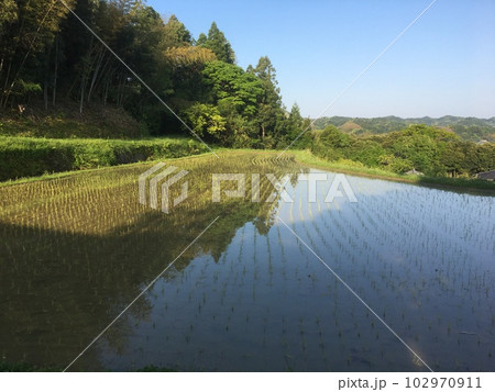 晩春朝の大山千枚田、尾根の棚田の稲の列と水面に映る森の木々 102970911