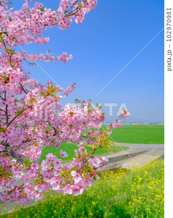 河津桜が満開の並木道 102970981