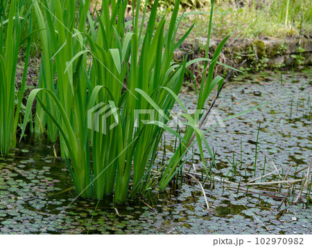 サトイモ科ショウブ 102970982