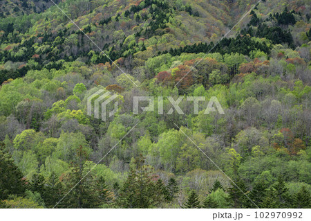 鮮やかな春紅葉の山 鮮やかな春紅葉の山 102970992