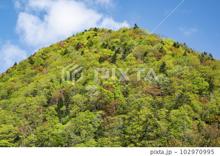 鮮やかな春紅葉の山 鮮やかな春紅葉の山 102970995