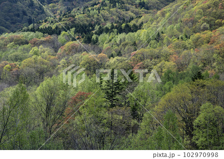 鮮やかな春紅葉の山 102970998