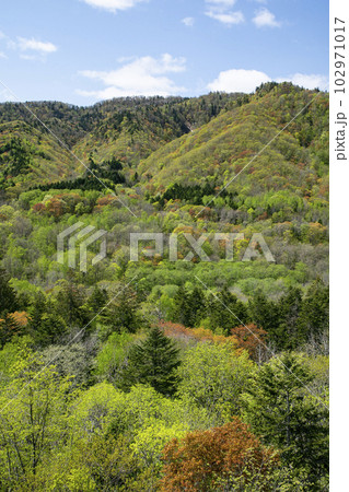 鮮やかな春紅葉の山 102971017