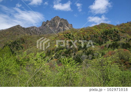 鮮やかな春紅葉の山 102971018