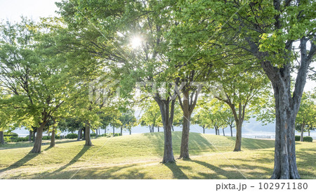 公園の朝 木漏れ日新緑 エコイメージ 公園の朝 木漏れ日新緑 エコイメージ 102971180