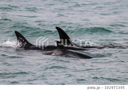 Killer whale hunting sea lions,Peninsula Valdes, Patagonia Argentina 102971395