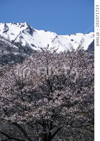 雪山と桜 雪山と桜 102971723