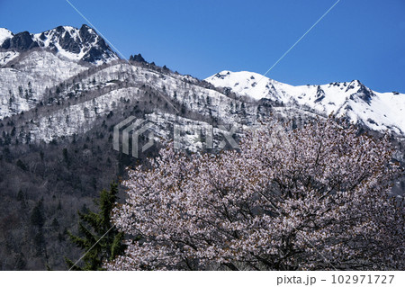 雪山と桜 102971727