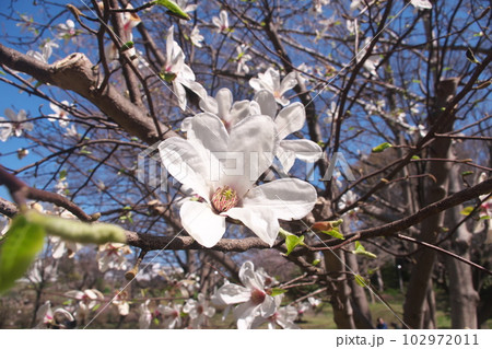 満開のコブシの花【青空背景】 満開のコブシの花【青空背景】 102972011