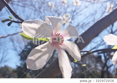 満開のコブシの花【半逆光】 満開のコブシの花【半逆光】 102972016