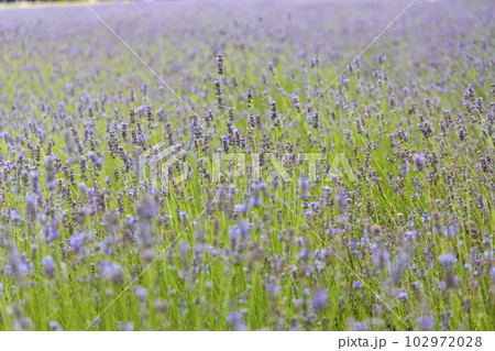 北海道中富良野町のラベンダー畑 102972028