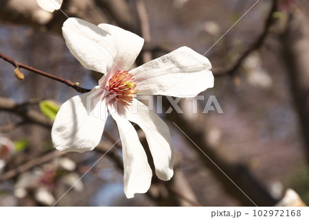 満開のコブシの花のクローズアップ 満開のコブシの花のクローズアップ 102972168