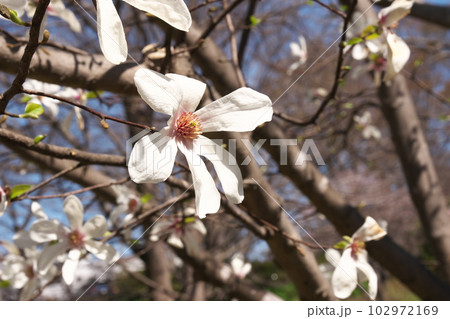 満開のコブシの花【花背景】 102972169
