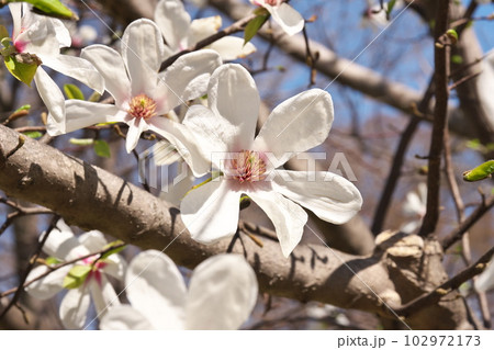 満開のコブシの花【花背景】 102972173