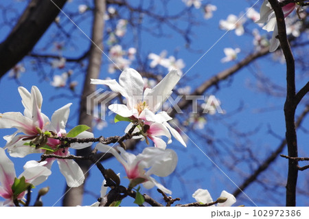 満開のコブシの花【青空背景】 満開のコブシの花【青空背景】 102972386