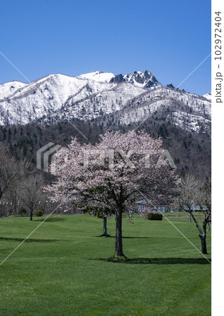 雪山と桜 雪山と桜 102972404