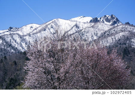 雪山と桜 雪山と桜 102972405