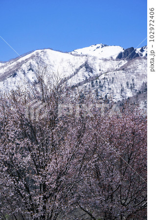 雪山と桜 102972406