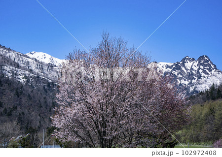 雪山と桜 雪山と桜 102972408