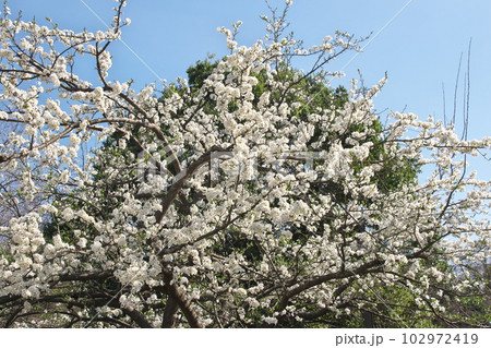 満開のプラムの花【空背景】 102972419