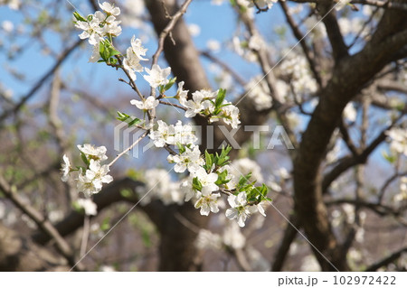 満開のプラムの花【空背景】 102972422