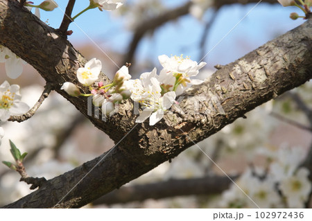 満開のプラムの花【空背景】 満開のプラムの花【空背景】 102972436