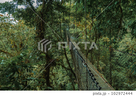 Hanging Bridges in cloud forest Monteverde - Costa Rica. Suspension bridge in tropical rain forest 102972444