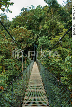 Hanging Bridges in cloud forest Monteverde - Costa Rica. Suspension bridge in tropical rain forest 102972445