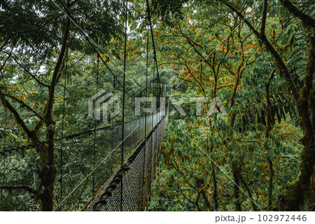 Hanging Bridges in cloud forest Monteverde - Costa Rica. Suspension bridge in tropical rain forest Hanging Bridges in cloud forest Monteverde - Costa Rica. Suspension bridge in tropical rain forest 102972446