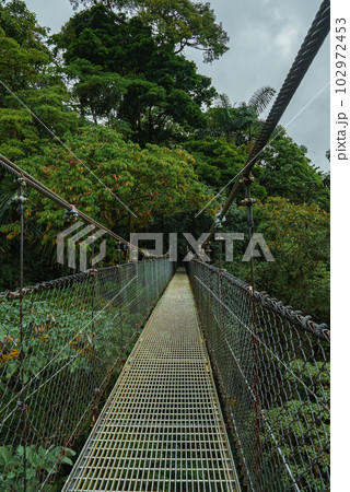 Hanging Bridges in cloud forest Monteverde - Costa Rica. Suspension bridge in tropical rain forest 102972453