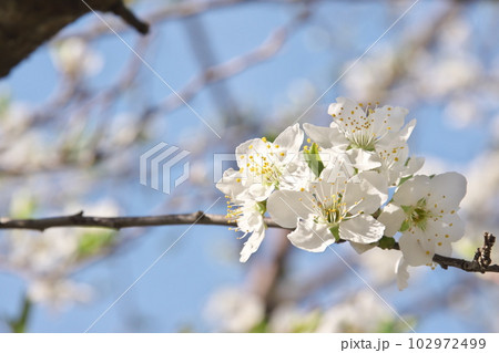 満開のプラムの花【空背景】 満開のプラムの花【空背景】 102972499