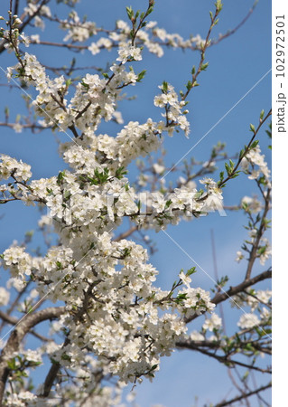 満開のプラムの花【空背景】 102972501