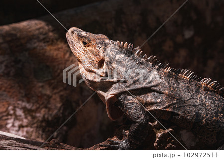 Green iguana on tree in tropical rainforest, Rio Tempisque Guanacaste, Costa Rica wildlife 102972511