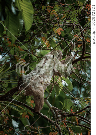 Cute sloth hanging on tree branch. Perfect portrait of wild animal in the Rainforest of Costa Rica scratching the belly, Bradypus variegatus, brown-throated three-toed sloth. 102972521