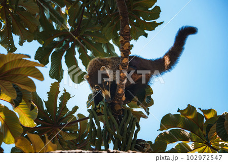 White-nosed Coati, Nasua narica, green grass habitat National Park Manuel Antonio, Costa Rica. Animal in the forest. Mammal in the nature .Animal from tropical Costa Rica. Very long tail. White-nosed Coati, Nasua narica, green grass habitat National Park Manuel Antonio, Costa Rica. Animal in the forest. Mammal in the nature .Animal from tropical Costa Rica. Very long tail. 102972547