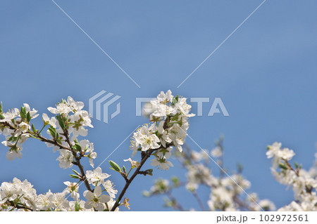 満開のプラムの花【空背景】 102972561