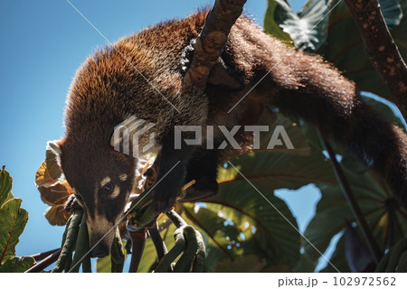 White-nosed Coati, Nasua narica, green grass habitat National Park Manuel Antonio, Costa Rica. Animal in the forest. Mammal in the nature .Animal from tropical Costa Rica. Very long tail. 102972562