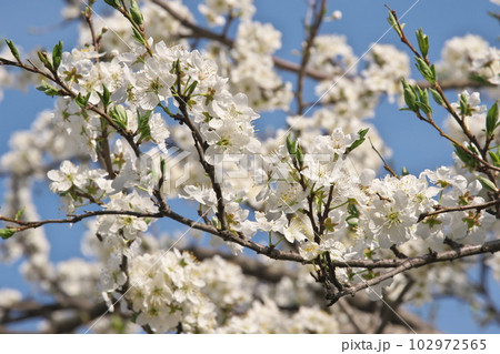 満開のプラムの花【空背景】 満開のプラムの花【空背景】 102972565
