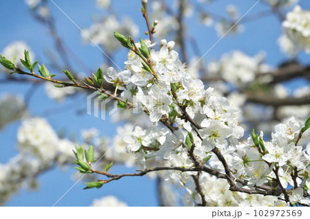 満開のプラムの花【空背景】 満開のプラムの花【空背景】 102972569