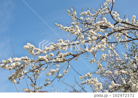満開のプラムの花【空背景】 満開のプラムの花【空背景】 102972572