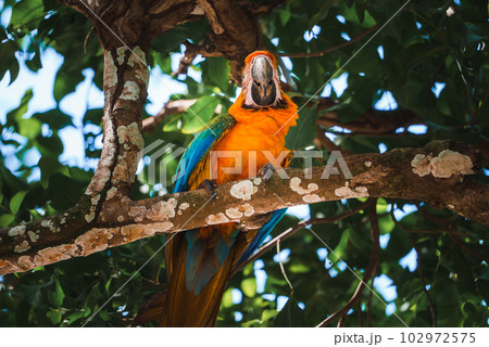 Red parrot Scarlet Macaw, Ara macao, bird sitting on the pal tree trunk, Panama. Wildlife scene from tropical forest. Beautiful parrot on green tree in nature habitat. 102972575