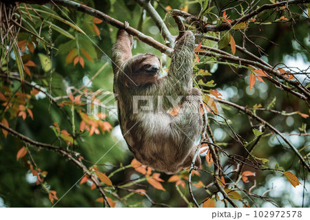 Cute sloth hanging on tree branch. Perfect portrait of wild animal in the Rainforest of Costa Rica scratching the belly, Bradypus variegatus, brown-throated three-toed sloth. Cute sloth hanging on tree branch. Perfect portrait of wild animal in the Rainforest of Costa Rica scratching the belly, Bradypus variegatus, brown-throated three-toed sloth. 102972578