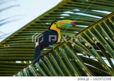 Keel-billed Toucan, Ramphastos sulfuratus, bird with big bill. Toucan sitting on the branch in the forest, green vegetation, Costa Rica. Nature travel in central America. Keel-billed Toucan, Ramphastos sulfuratus, bird with big bill. Toucan sitting on the branch in the forest, green vegetation, Costa Rica. Nature travel in central America. 102972586