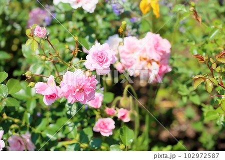 バラの花 ボニカ82 バラの花 ボニカ82 102972587