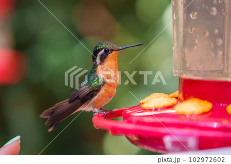Green Hermit, Phaethornis guy, rare hummingbird from Costa Rica, green bird 102972602