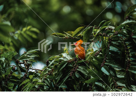 Chestnut-coloured Woodpecker, Celeus castaneus, brawn bird with red face from Costa Rica. Woodpecker with yellow crest and red face, sitting on the tree. Wildlife scene from tropic forest nature. 102972642