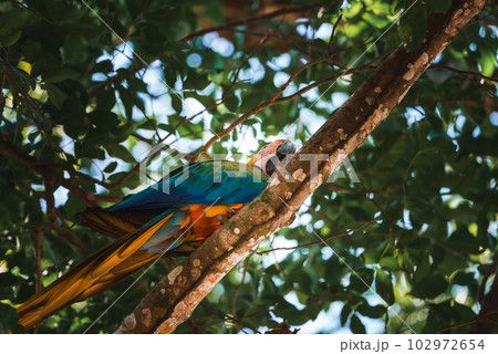 Red parrot Scarlet Macaw, Ara macao, bird sitting on the pal tree trunk, Panama. Wildlife scene from tropical forest. Beautiful parrot on green tree in nature habitat. 102972654