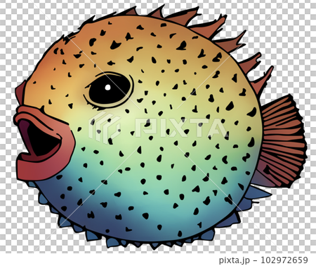 Puffer fish _ Porcupinefish 102972659