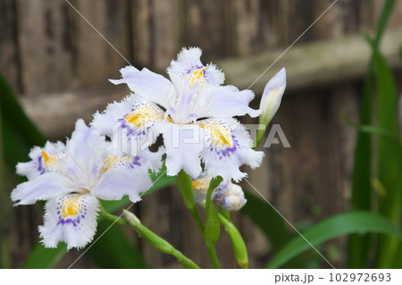 初夏に咲くシャガの花【竹垣背景】 初夏に咲くシャガの花【竹垣背景】 102972693