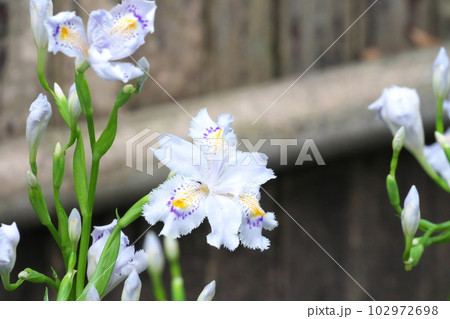 初夏に咲くシャガの花【竹垣背景】 初夏に咲くシャガの花【竹垣背景】 102972698
